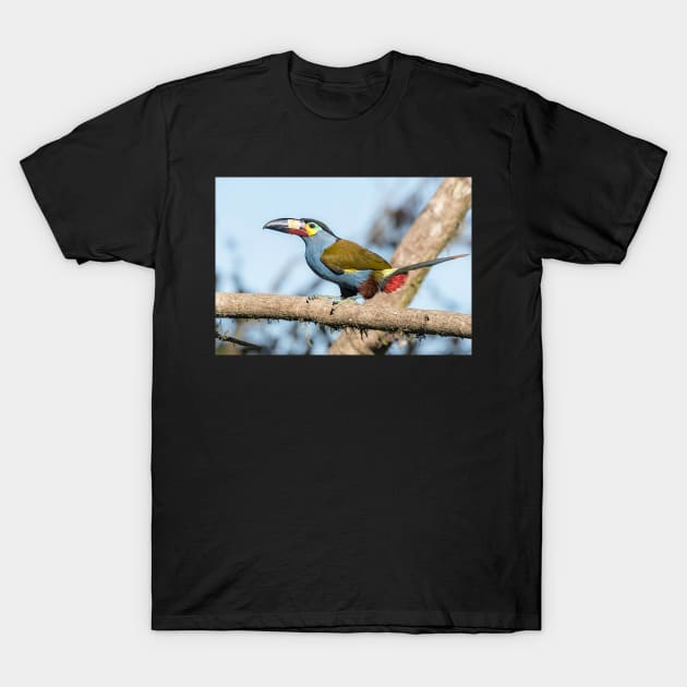 Plate-billed mountain toucan T-Shirt by MinnieWilks
